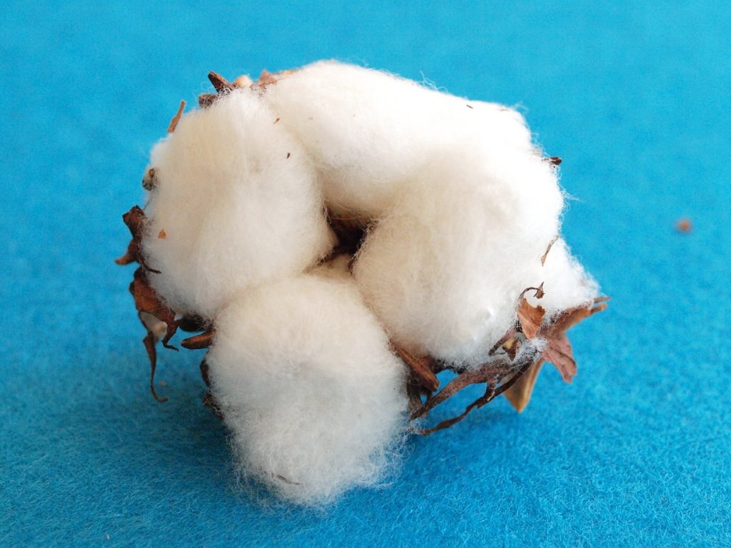 cotton, cotton flower, wool